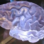 Comment le cerveau fonctionne-t-il ?