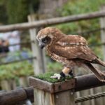 Le Puy Du Fou, le parc à thème unique au monde