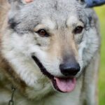 découvrez nos conseils essentiels pour le soin des chiens-loups, incluant leur alimentation, leur socialisation et leur éducation, afin d'assurer leur bien-être et leur bonheur. apprenez à comprendre leurs besoins spécifiques et à créer un environnement adapté à ces animaux uniques.