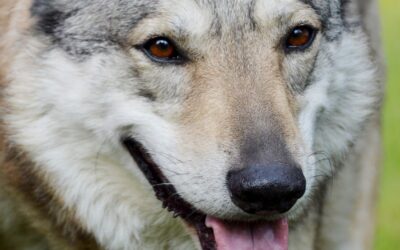 découvrez nos conseils essentiels pour le soin des chiens-loups, incluant leur alimentation, leur socialisation et leur éducation, afin d'assurer leur bien-être et leur bonheur. apprenez à comprendre leurs besoins spécifiques et à créer un environnement adapté à ces animaux uniques.