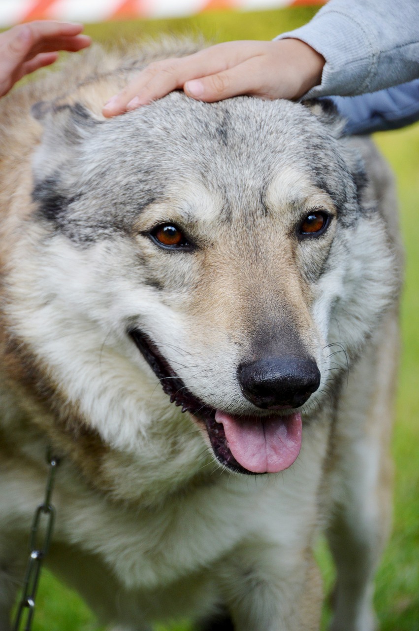 découvrez nos conseils essentiels pour le soin des chiens-loups, incluant leur alimentation, leur socialisation et leur éducation, afin d'assurer leur bien-être et leur bonheur. apprenez à comprendre leurs besoins spécifiques et à créer un environnement adapté à ces animaux uniques.