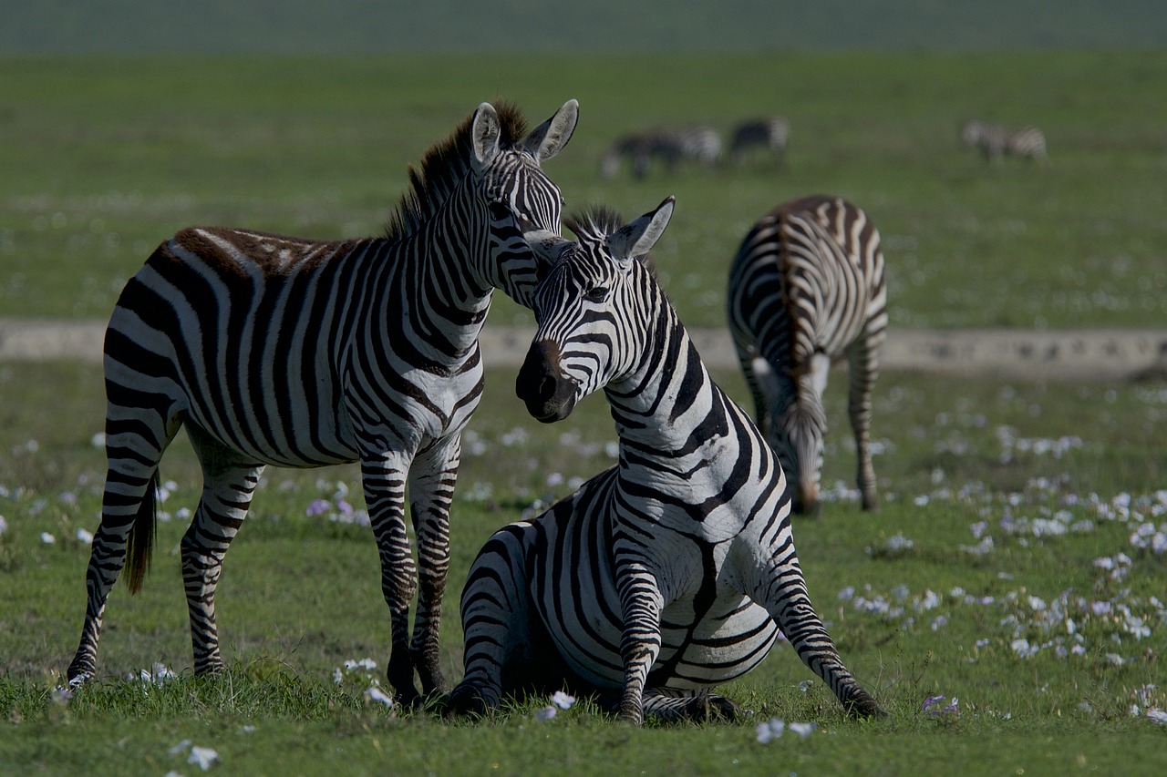 découvrez l'importance de la biodiversité pour notre planète, ses enjeux essentiels et les actions à entreprendre pour la préserver. plongez dans l'univers fascinant des écosystèmes et apprenez comment chaque espèce contribue à l'équilibre de la nature.