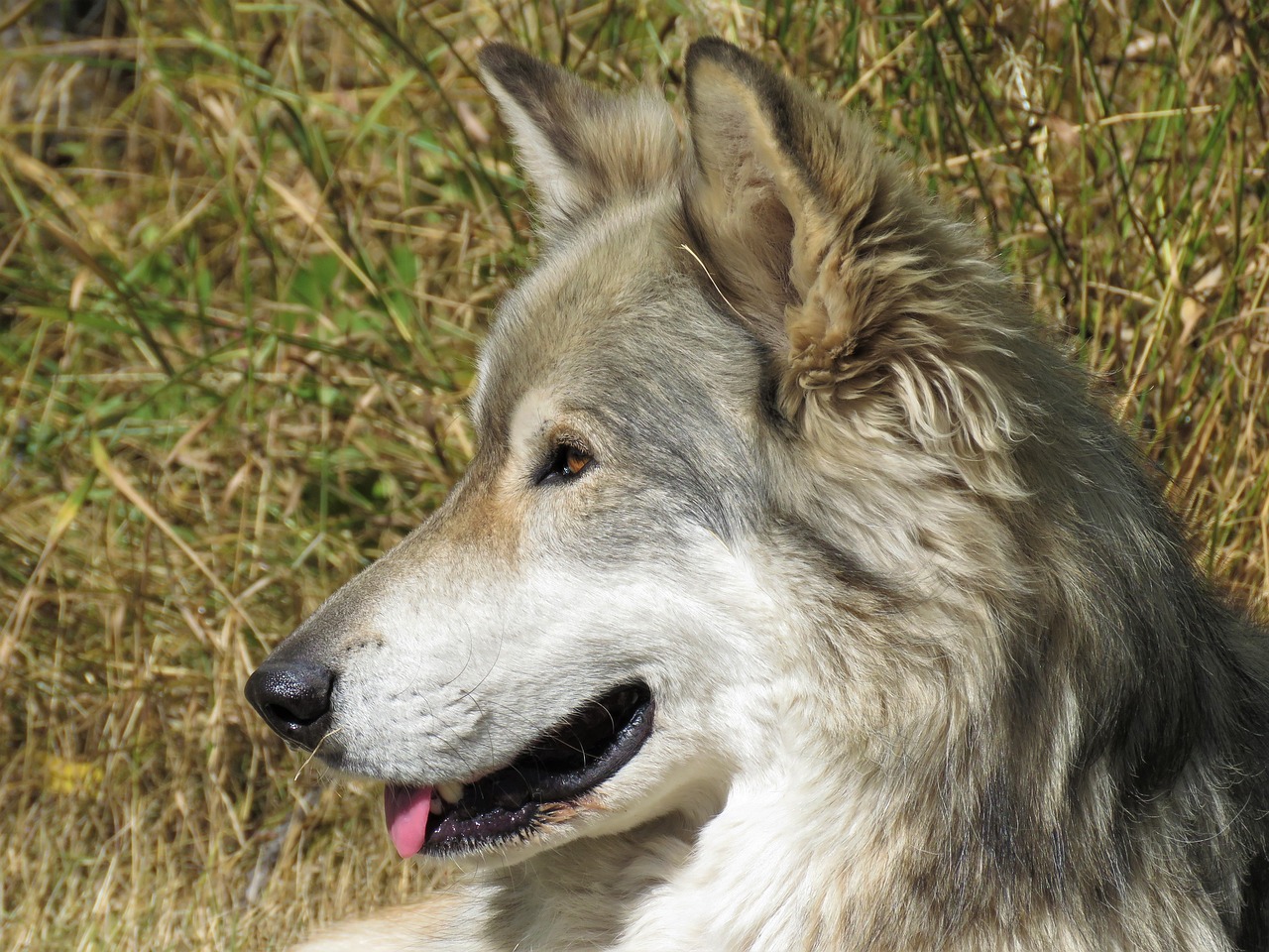 découvrez tout ce qu'il faut savoir sur le soin des wolves dogs. apprenez à créer un environnement équilibré, à répondre à leurs besoins nutritionnels et à assurer leur bien-être physique et émotionnel.