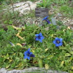 Jardin Gentiana : Un Éden de Biodiversité et de Tranquillité