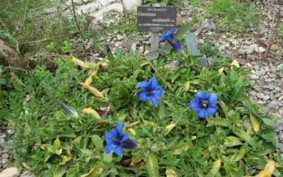 Jardin Gentiana : Un Éden de Biodiversité et de Tranquillité