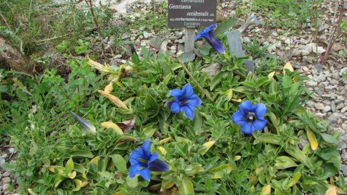 Jardin Gentiana : Un Éden de Biodiversité et de Tranquillité