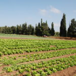 Magazine agriculture et nouvelles technologies : cultiver l’innovation pour nourrir demain